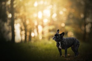 Photographe canin Bas-Rhin proche de Strasbourg